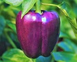 Purple Beauty Bell Pepper Seeds 30 Sweet Pepper Culinary Non-Gmo Fast Sh... - £7.22 GBP