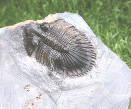 Thysanopeltis Trilobite Fossil – Genuine Devonian Era Specimen from Morocco - €72,05 EUR