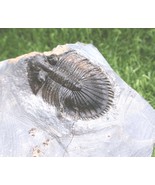 Thysanopeltis Trilobite Fossil – Genuine Devonian Era Specimen from Morocco - €72,37 EUR