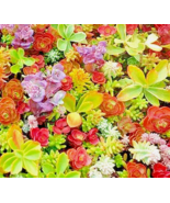 VN 200 Sedum Seeds Spring Mix Succulent Ground Cover Garden Seeds - $9.60