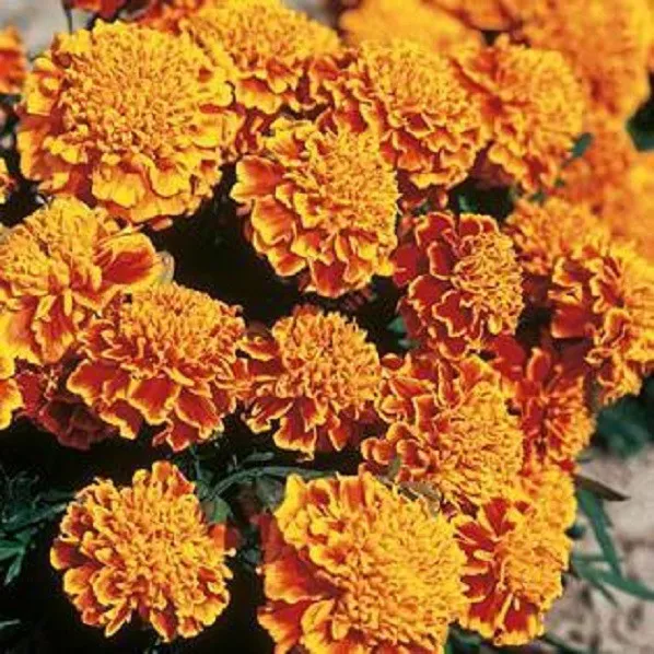 50 Marigold Honeycomb Detailed French Marigold Seeds Fresh Seeds - $22.50