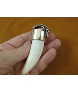 (G963-20-11) Extra LARGE 3-1/16&quot; GATOR Alligator Tooth SILVER CAP gators... - $509.36 CAD