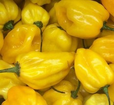 Seeds 30 Lemon Habanero Hot Pepper Hot &amp; Spicy Salsa Sauce - £5.37 GBP
