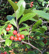 SEPTH Red Chokeberry (Aronia arbutifolia), 30 seeds - $6.00