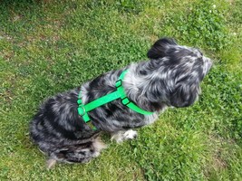 DOG HARNESS FIVE SIZES CHOICE OF COLOR Adjustable - £14.94 GBP+