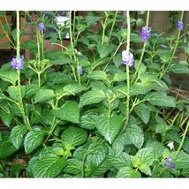 Daun Pecut Kuda - Stachytarpheta jamaicensis Leaf (Dried), 80 Gram - $14.38