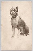 RPPC Beautiful Pit Bull Dog Portrait Studded Collar Real Photo Postcard S27 - £181.87 GBP