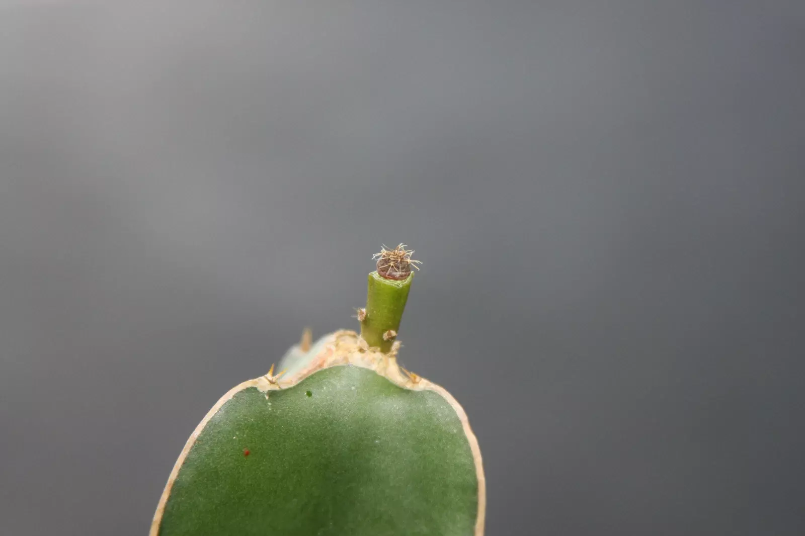 Hylocereus undatus grafting stock booster speed cactus grafted cacti 20 ...