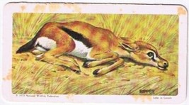 Brooke Bond Red Rose Tea Card #47 Thomson&#39;s Gazelle Animals &amp; Their Young - £0.76 GBP