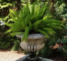 Foxtail Fern Asparagus Meyeri An Evergreen Houseplant Drought Resistant For Tubs - $18.48