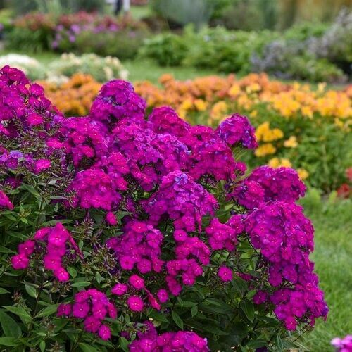 RD 100+ Ultraviolet Phlox Seeds for Garden Planting  - $5.15