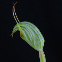 Pterostylis Concinna Australian Terrestrial Orchid Tuber - £19.66 GBP