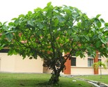 Elephant Ear Fig Tree {Ficus auriculata} Organic 2023 Harvest 10 seeds - $8.39