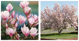 2.5&quot; Pot - (Soulangeana) - Saucer Magnolia Tree/Shrub - 6-12&quot; Tall - Liv... - $84.99