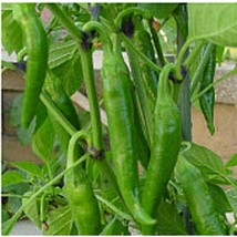 Korean Winner Hot Peppers  10 Seeds  Garden Beautiful USA SELLER - $5.60