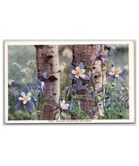Colorado Columbine Flowers and Aspens UNP Unused Linen Postcard N25 - $55.58 MXN