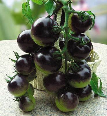 10 seeds Tomato 'Indigo Rose' Organic Fruit Seeds