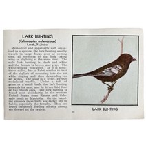 Lark Bunting Bird Print 1931 Blue Book Birds Of America Antique Art PCBG13C - £15.03 GBP