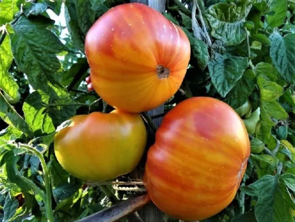 Pineapple Tomato Seeds 30 Ct Vegetable Beefsteak Heirloom Non-Gmo Usa Seller Fre - $4.80