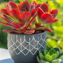 RAFH 25 Seeds Red Paddle Plant Flower Kalanchoe Thyrsiflora USA Seller - £7.85 GBP