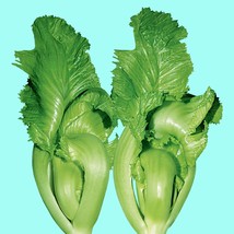 Fast Ship USA Seller 500 Shuidong Mustard Oriental Gai Choi Brassica Juncea - £7.70 GBP