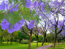 JACARANDA MIMOSIFOLIA, BLUE rare flowering tree flamboyan delonix seed 100 seeds - £14.94 GBP