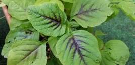 600 Amaranth Red Stripe Leaf 1G Seeds Chinese Spinach Yin Cho Callaloo Fresh Gar - £9.26 GBP