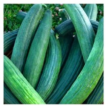 10 Seeds Metki Dark Green Armenian Cucumber NON-GMO Heirloom Fresh Garden Seeds - £9.57 GBP