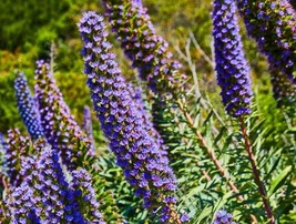 Hyssop Herb Seeds - Seeds - Organic &amp; Non Gmo - Heirloom Herb Seeds - Fresh USA  - £1.79 GBP