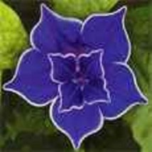 15 Blue Picotee Morning Glory Flower Seeds / Self-Sowing Annual  SG - $14.77
