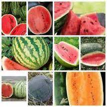 Free Shipping Watermelon Seeds Collection NON-GMO 9 Varieties Heirloom - £19.75 GBP