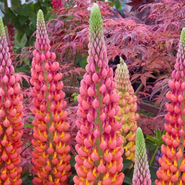 25 Terracotta Lupine Seeds Flower Flowers Hardy Seed 1033 Fresh - £9.57 GBP