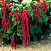 Amaranth Red Chowlai Lal Sag Seeds - Vibrant &amp; Nutritious Leafy Greens for Home  - £4.70 GBP