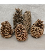 Large Pinecones 7in to 11in Lot of 5 Pinecones for Christmas - £26.60 GBP