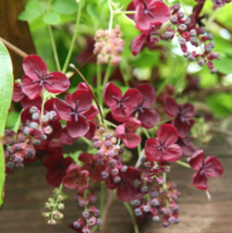 5 Pc Seeds Akebia Quinata Plant, Chocolate Vine Seeds for Planting | RK - £19.84 GBP