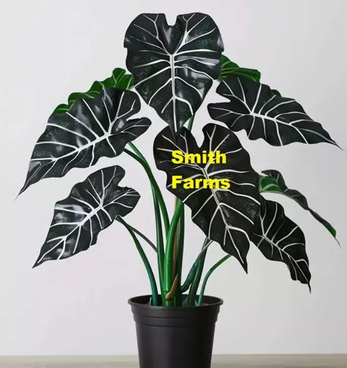 3 Seeds Alocasia Polly Fast US Shipping - $9.50