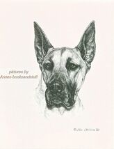 #243 GREAT DANE portrait dog art print * Pen and ink drawing by Jan Jellins - $12.50