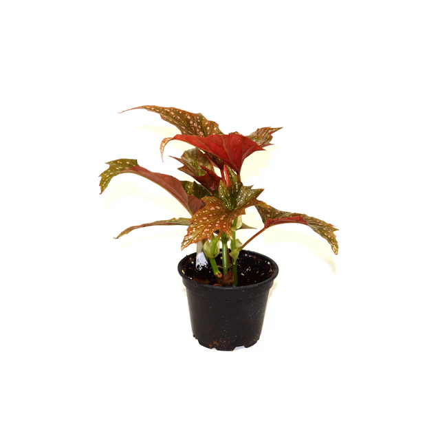 MBK Begonia Dimitri 3.5 Until 4 Inch Pot From USA - $37.47