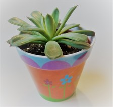 Echeveria Succulent in Flower Design Pot, Live Plant, 4" Colorful Planter