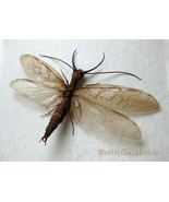Monster Insect Corydalus Cornutus Real Dobson Fly Framed Entomology Shad... - $94.99