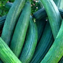 Metki Dark Green Armenian Cucumber Seeds NonGMO Heirloom Fresh Garden Seeds - £7.06 GBP