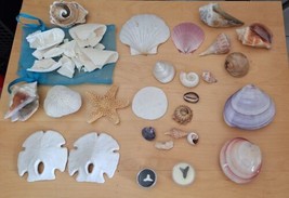 Lot of  72 Beautiful Mixed Sea Shells - 2.8lbs - £25.52 GBP