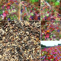 200Pcs Mixed Perennial Flower Seeds Collection Over 60 Varieties Yearround Bloom - £10.00 GBP