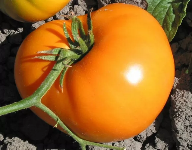 50 Seeds Russian Persimon Tomato Vegetable Garden - $9.62
