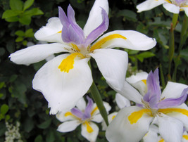 20 Seeds Wild Iris Fairy Iris Dietes Grandiflora  - £15.78 GBP