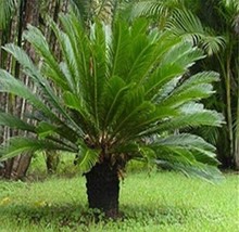 10Pcs Sago Cycas Seeds Green Colors Fresh Seeds - £10.22 GBP