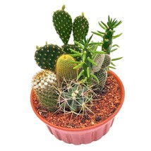 Cactus Garden, 7 Different Cacti in a 6 inch terracotta ceramic pot, Variety Ass - $44.66