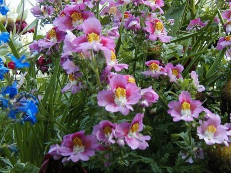 Best Butterfly Flower Angel WingsSchizanthus Mix 100 Seeds