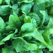 Viroflay Spinach Seeds Monstrueux De Viroflay Fresh Fast Shipping - $3.78
