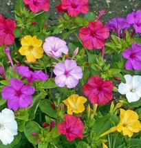 Four O&#39; Clock Seeds 50 Ct Marvel Of Peru Formula Mix Flower Usa Mixed Colors Fre - £13.51 GBP